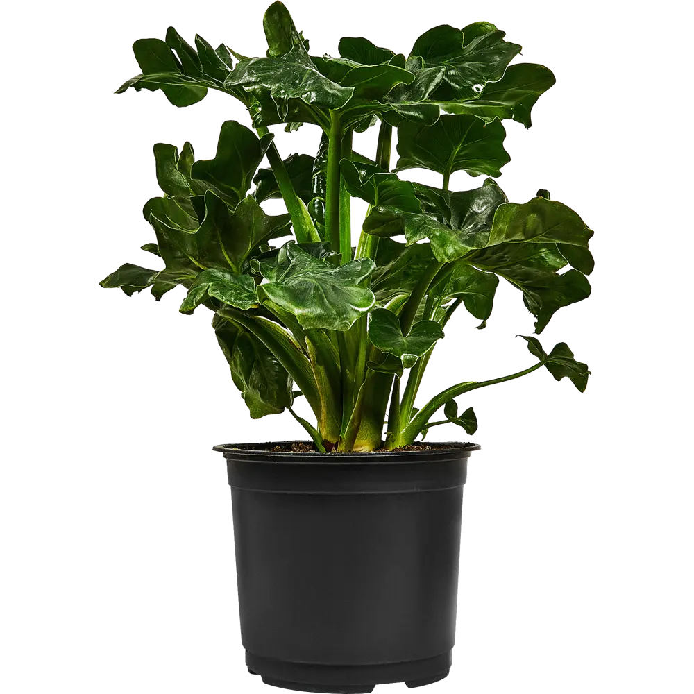 Филодендрон Атом от Santreyd — изысканное комнатное растение 88876070 STLM-0820354