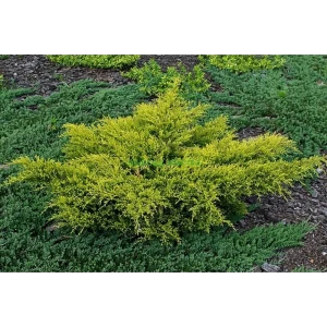 Можжевельник средний Олд Голд ø11 h15 - 20 см