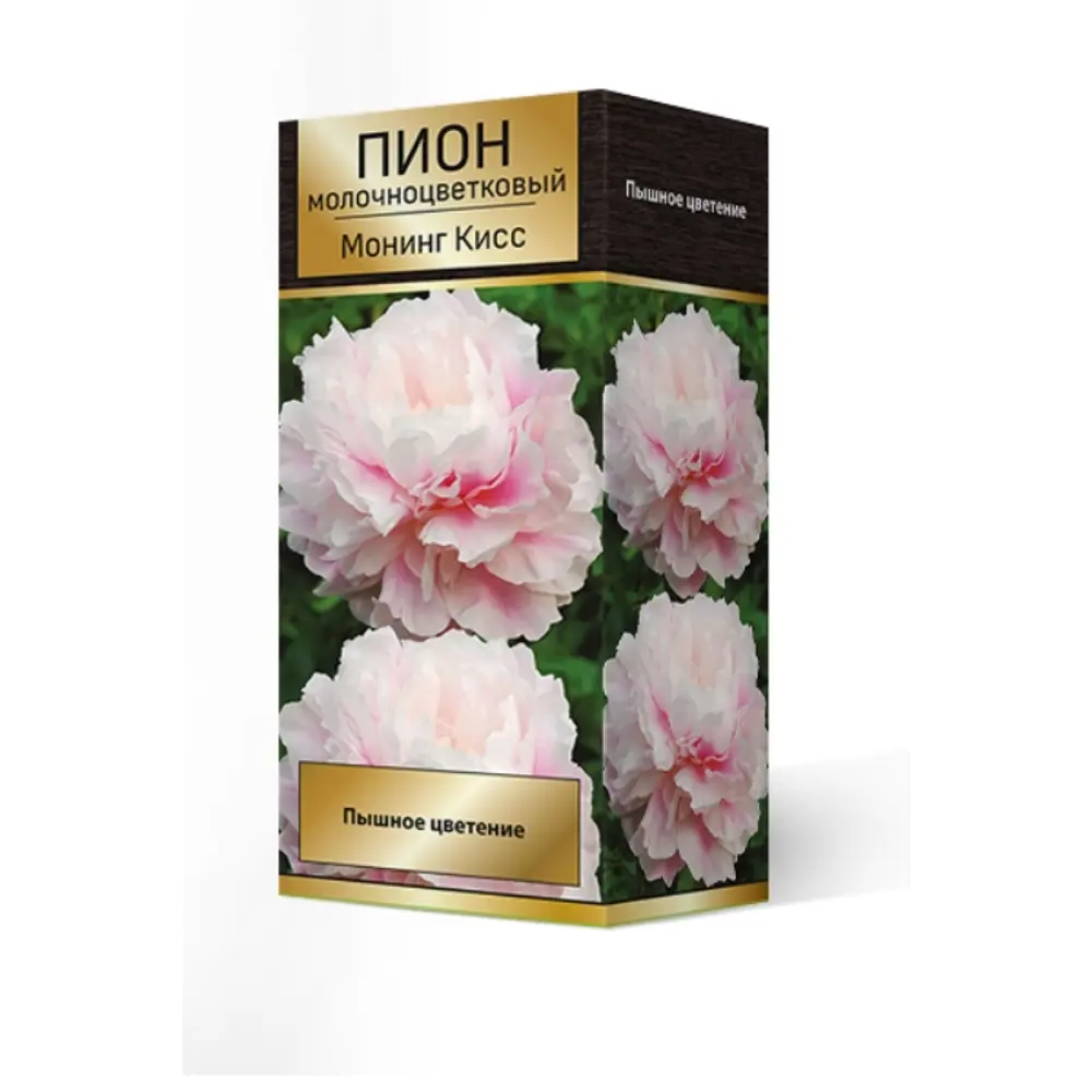Пион травянистый Монинг Кисс луковица 2-3 83600250 STLM-2134051 Santreyd 