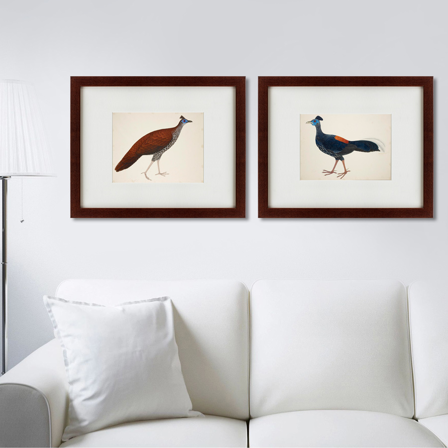 Литография на тонированной бумаге 42х52 см "Огненноспинная лофура №1, Индонезия, 1824" КАРТИНЫ В КВАРТИРУ  135732 Белый;коричневый;разноцветный  - Вид №2