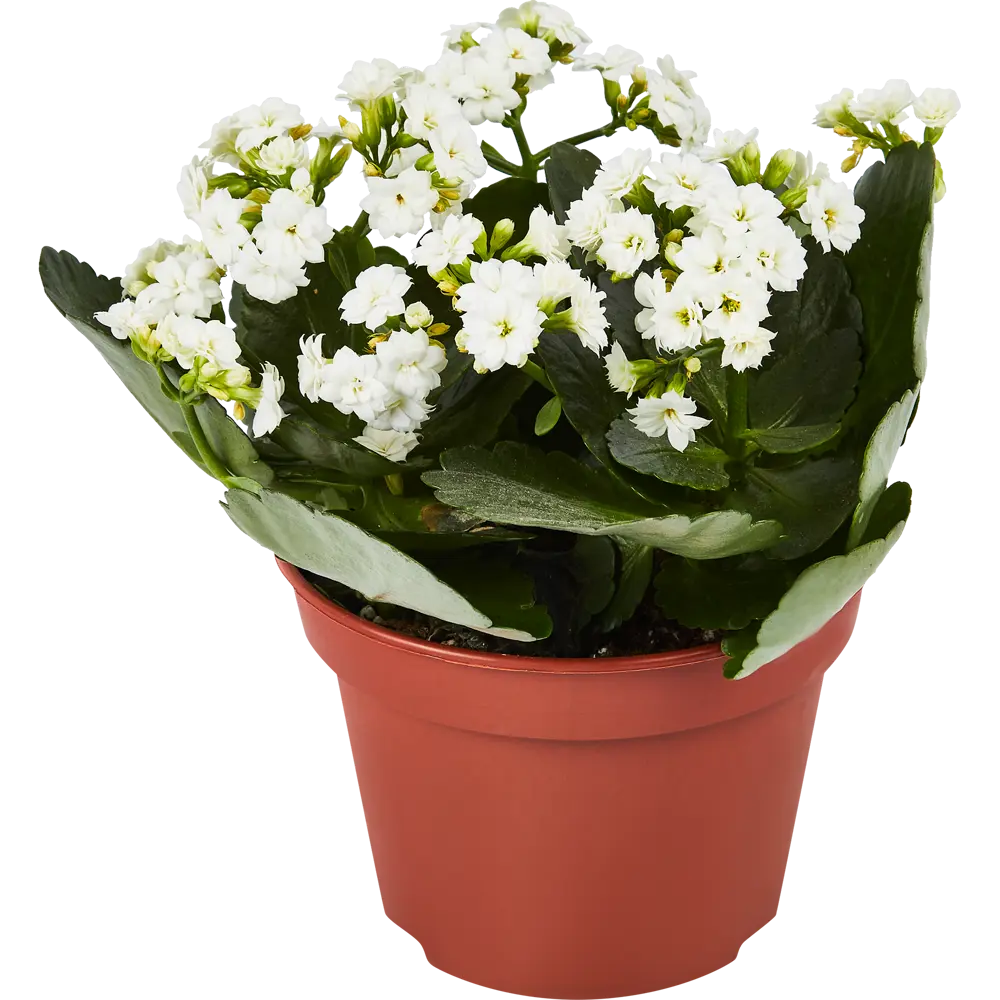 Santreyd Каланхое Розалина - цветущее украшение интерьера 85564634 STLM-0063874 - Вид №1