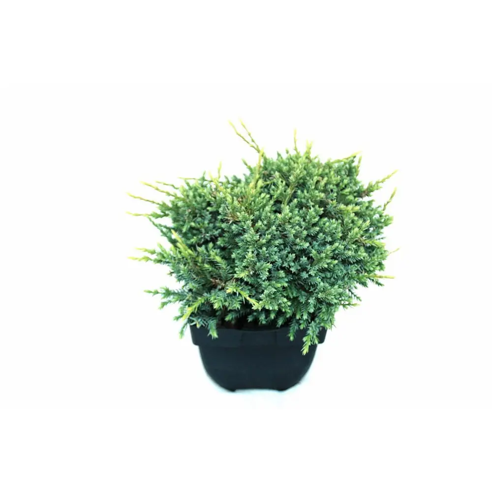 Можжевельник Холгер колоновидный ø17 см 89439884 Santreyd STLM-1584366