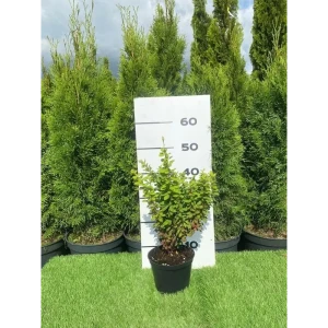 Барбарис Тунберга Эректа h20 - 40 см 89355309 STLM-2038079