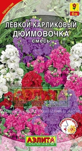 Левкой карликовый Дюймовочка Santreyd - ароматные махровые соцветия 13906258