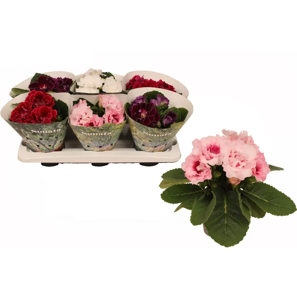 Глоксиния Соната микс - цветущее комнатное растение ø13 см 89434610 Santreyd STLM-1579375