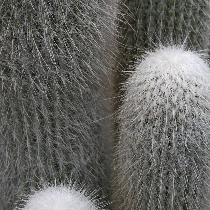 1382/CX38 Картина 1382 Adriani e Rossi 