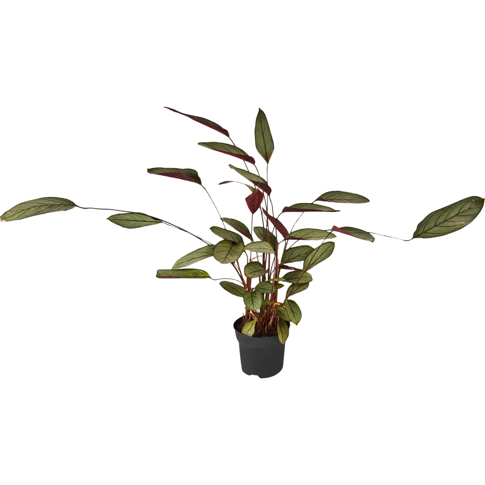 Santreyd Калатея микс — комнатное растение с декоративными листьями 86728035 STLM-0070972 - Вид №1