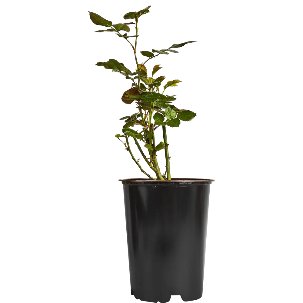 Роза миниатюрная Мини Баккара ø19 h55 см 84827404 STLM-2168976 PLANTMARKET 