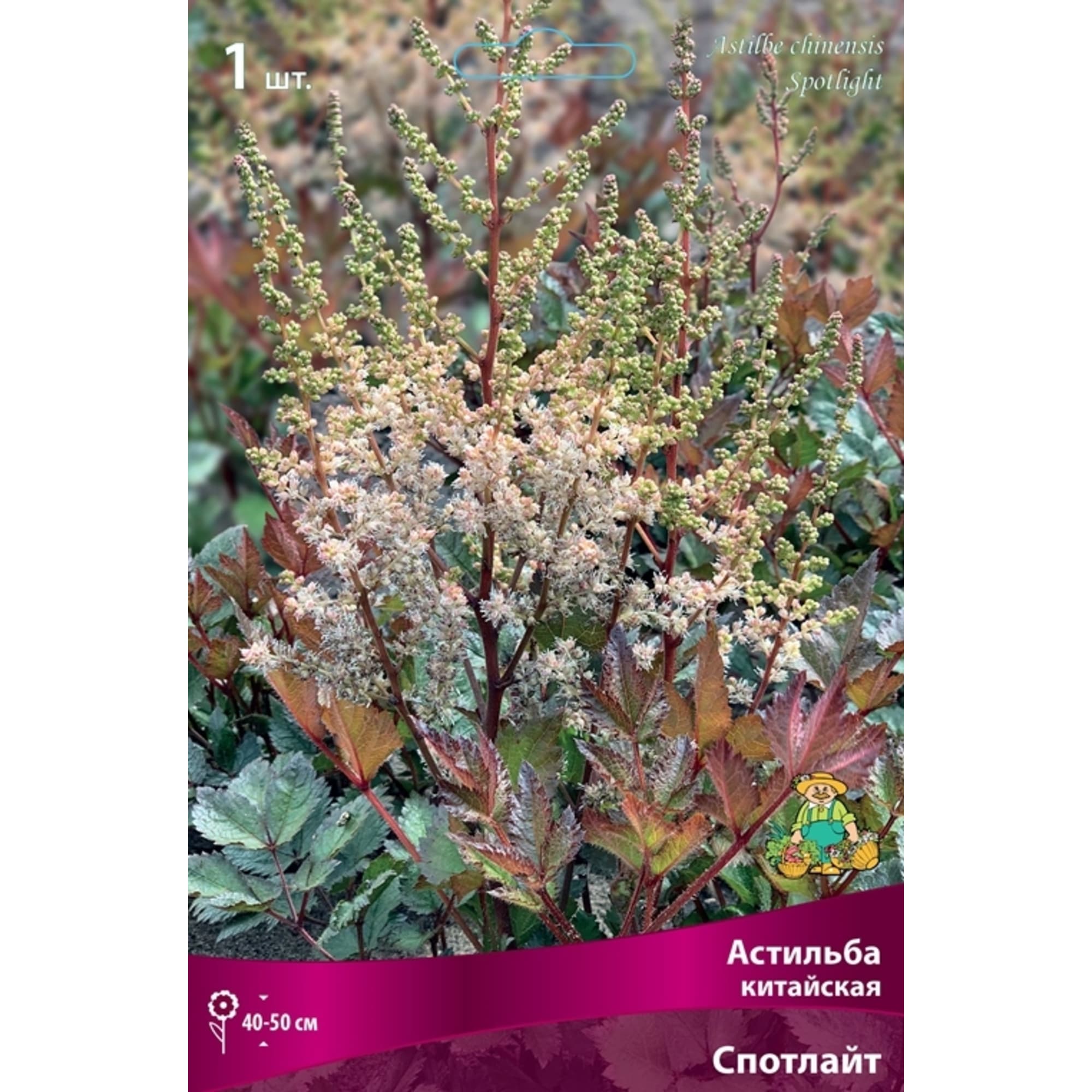 83599227 Астильба китайская Спотлайт луковица I Santreyd 