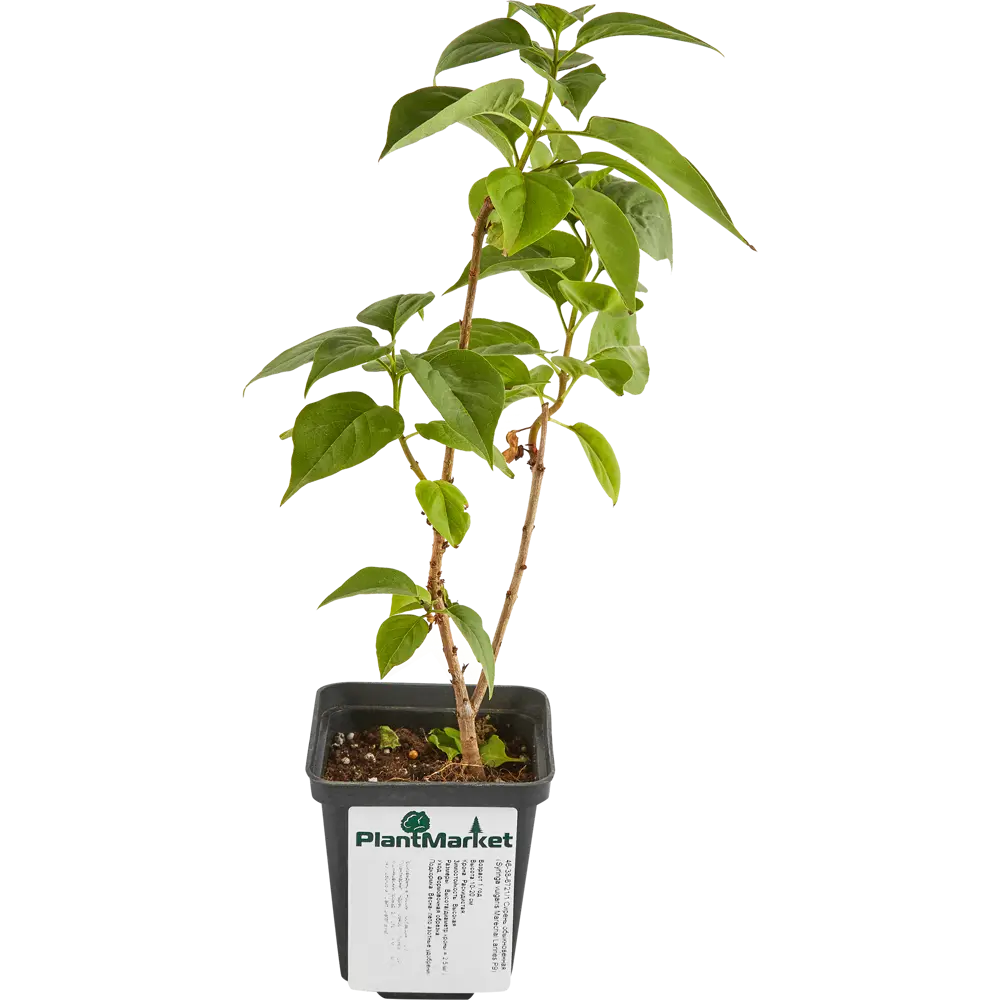 Сирень Маршал Ланн ø9 h15 см 84828992 STLM-2126267 PLANTMARKET 