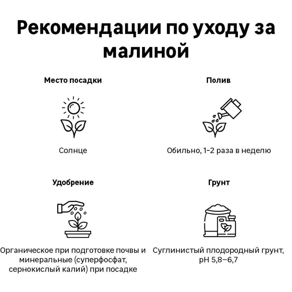 Малина ремонтантная Абрикосовая h37 см 83791384 STLM-2061514 Santreyd  - Вид №2