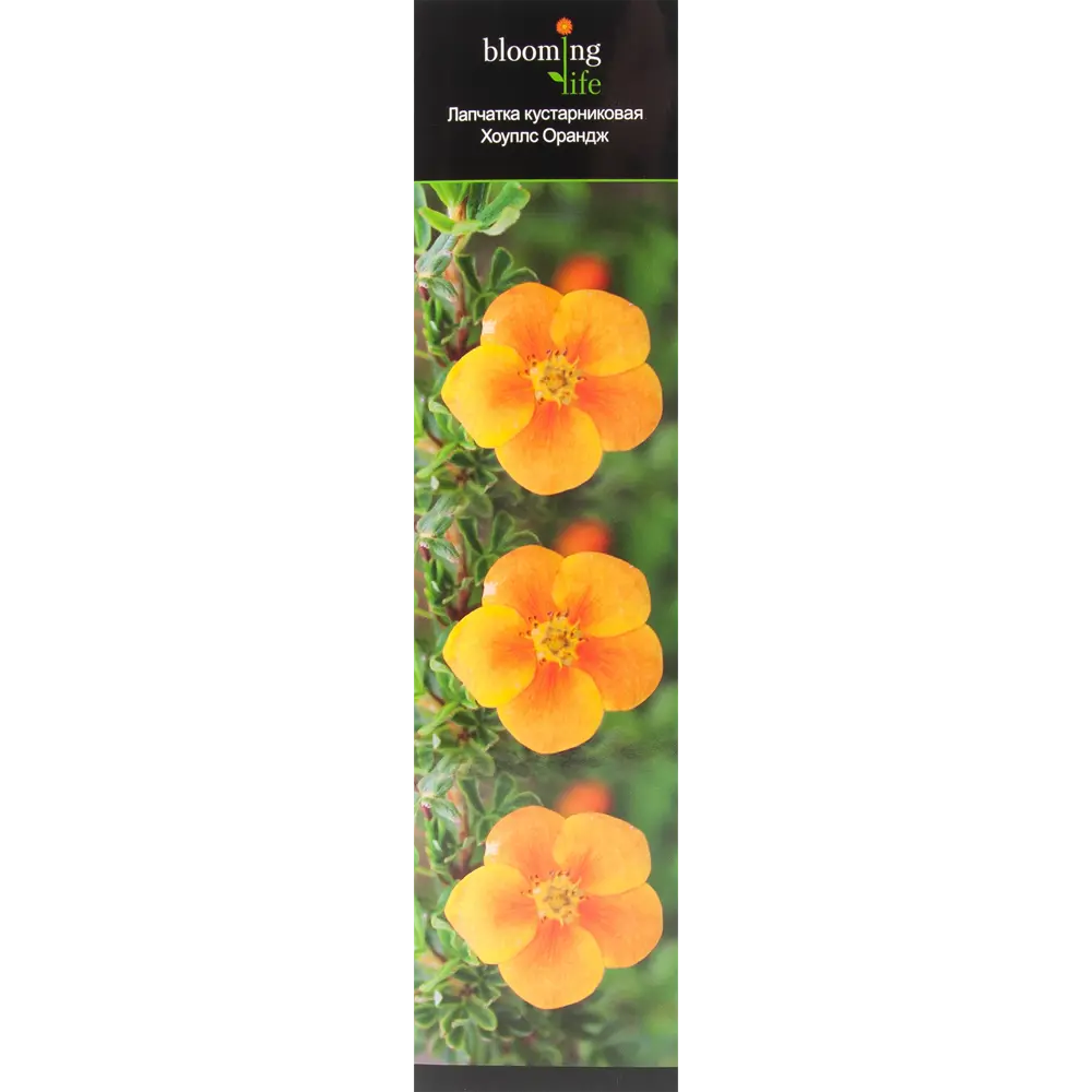 Лапчатка кустарниковый Хоуплс Орандж в тубе 82539528 STLM-2074361 BLOOMING LIFE 
