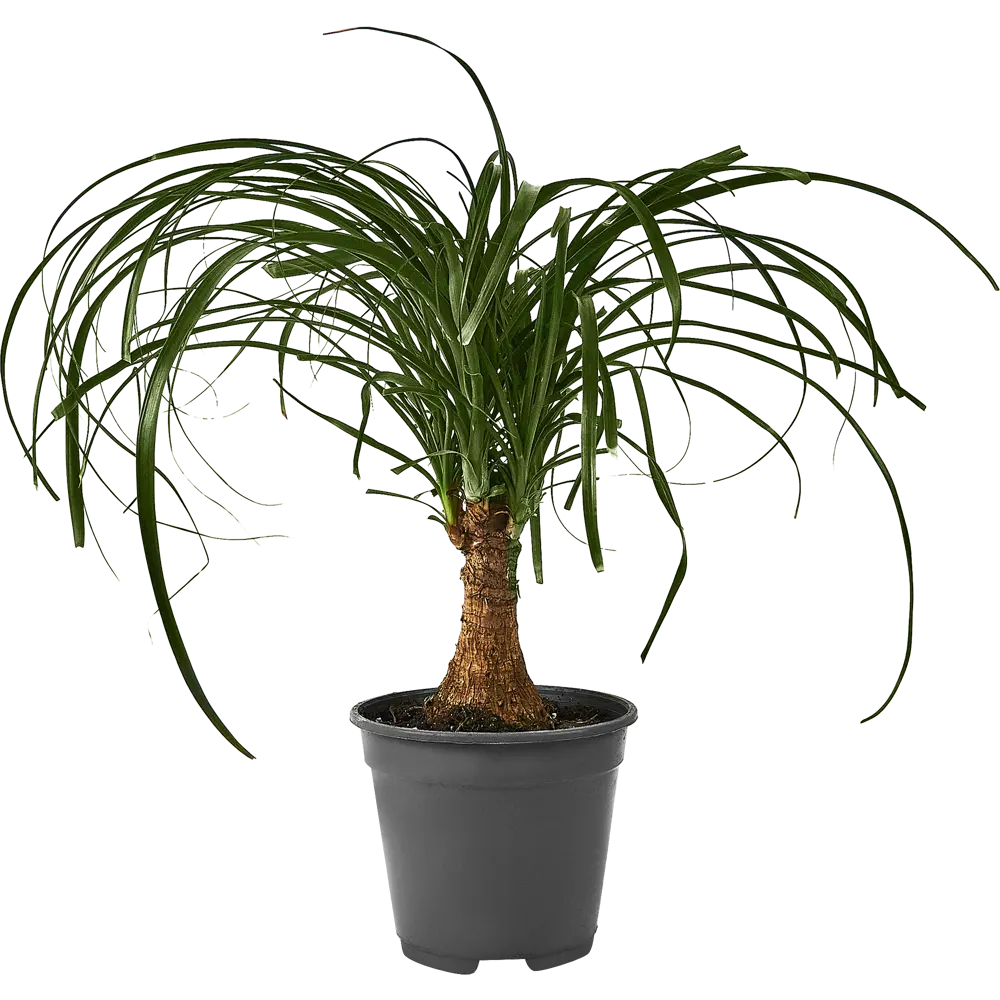 Santreyd Нолина 'Конский хвост' - комнатное растение с раскидистыми листьями 87959837 STLM-0962125