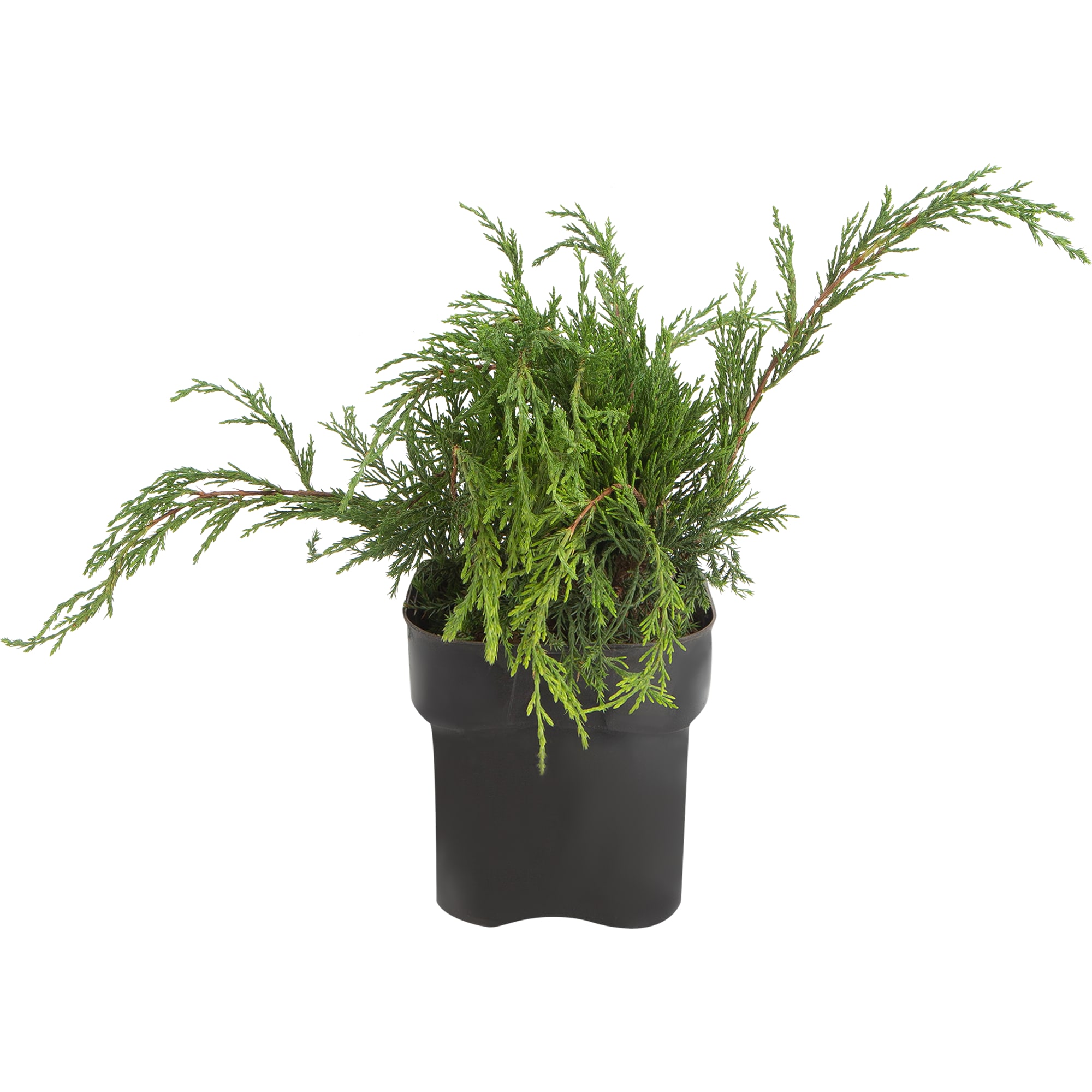 82621047 Можжевельник «Минт джулеп»13x15 см Santreyd 