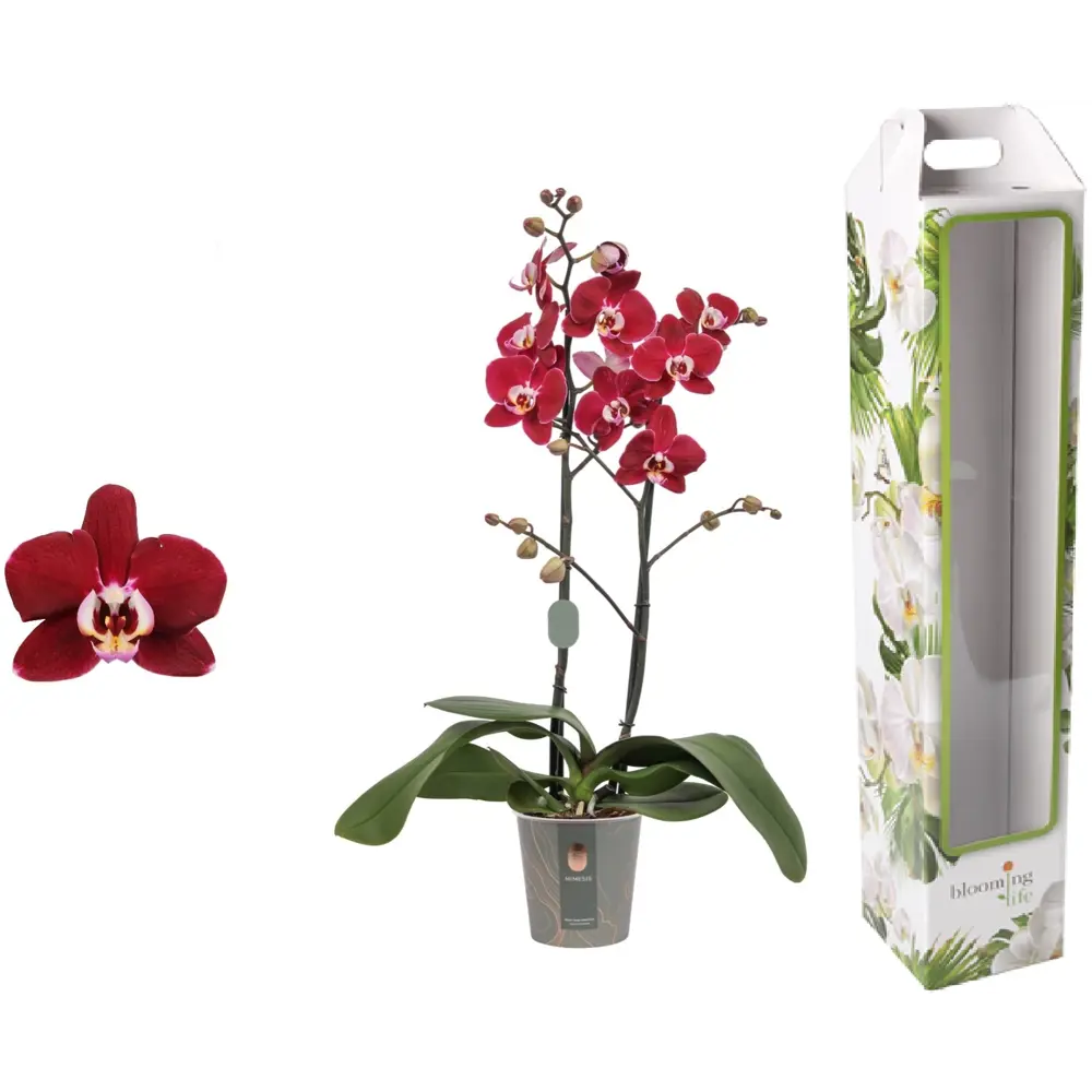 Орхидея Фаленопсис Магдалена ø12 h65 см Santreyd STLM-2128650 - Вид №4