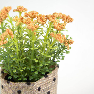 089923 Полевые цветы в керамическом горшке Flower La Forma Leonitis