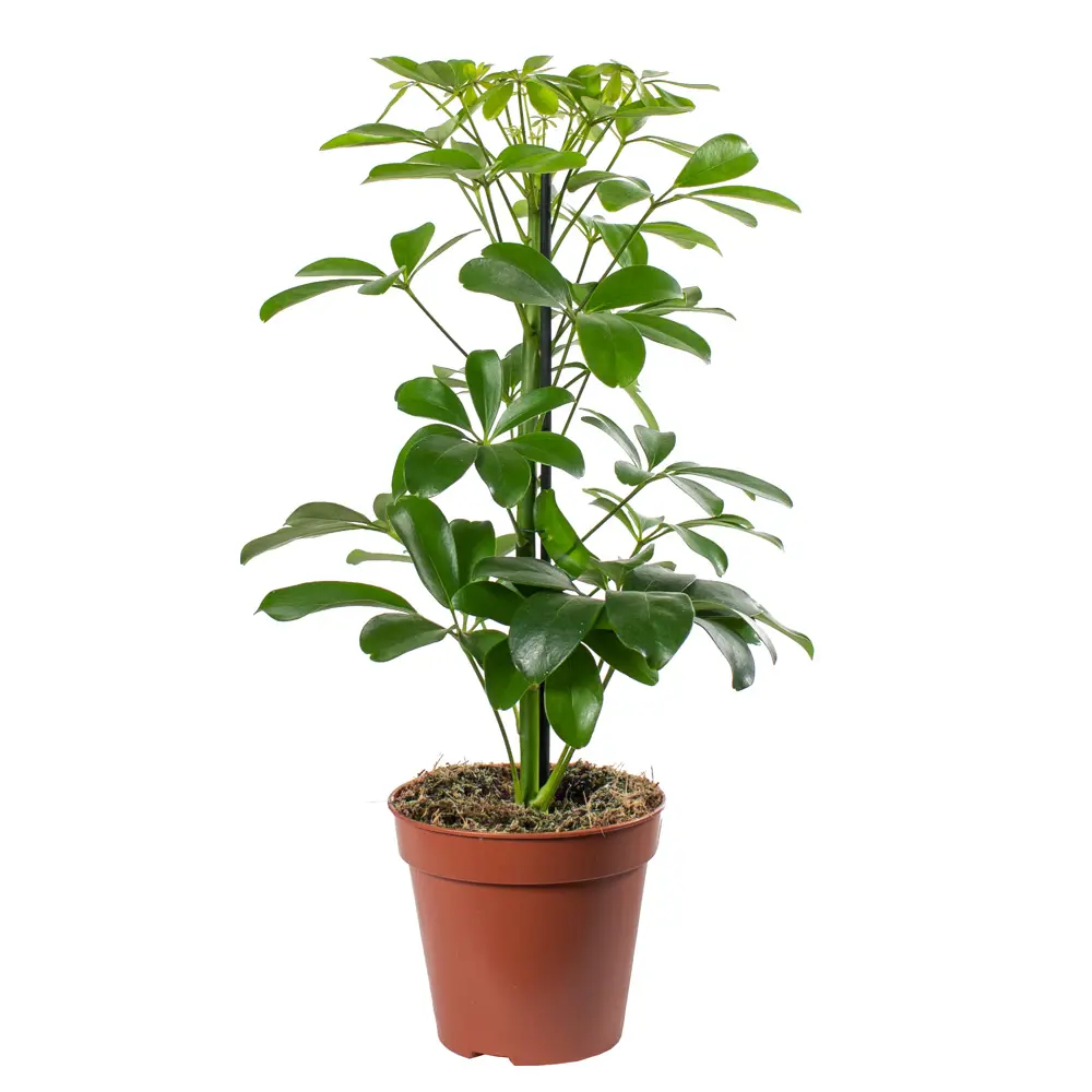 Santreyd Шеффлера Арборикола - вечнозеленая лиана для интерьера 85324856 STLM-0061468 - Вид №1