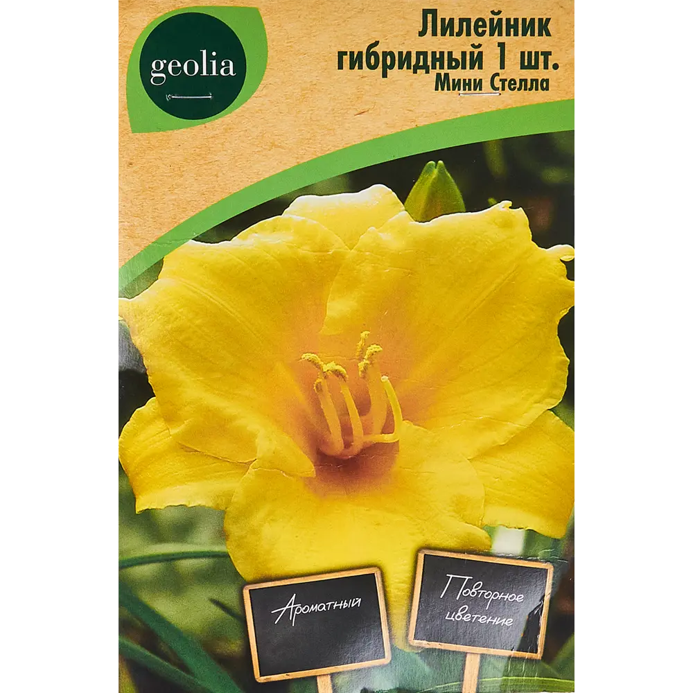 Лилейник Geolia гибридный Мини Стелла 86408703 STLM-2099337 