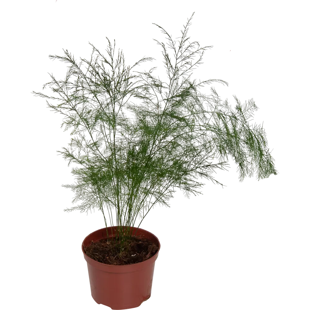 Santreyd Аспарагус ампельный для интерьера 82560379 STLM-0029923