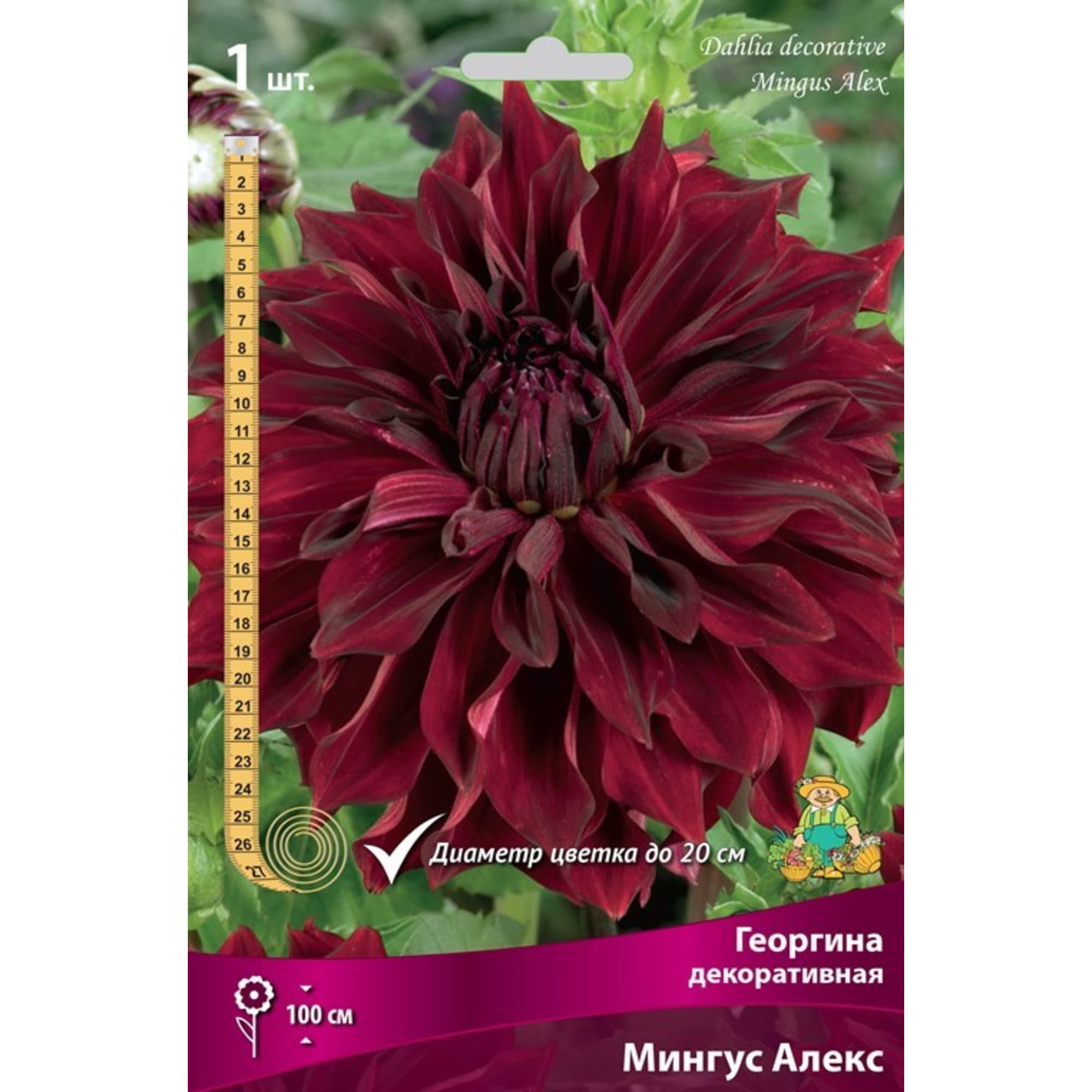 83593801 Георгина декоративная Мингус Алекс луковица I Santreyd 