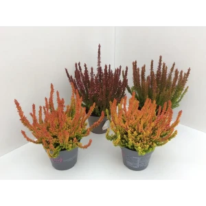 Santreyd Вереск Сансет Герлз - вечнозеленый кустарник с разноцветной листвой 89383109