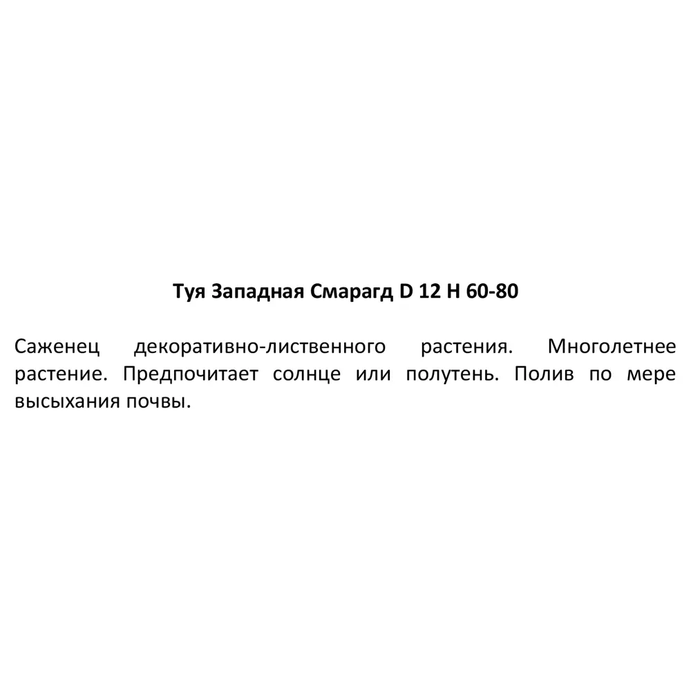 Туя западная Смарагд ø19 h60-80 см 84173519 STLM-2020392 Santreyd  - Вид №2