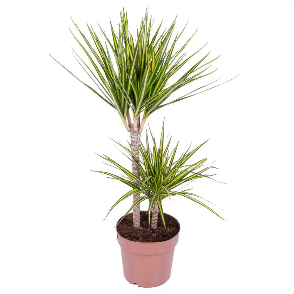 Драцена Санрей от Santreyd — изящное растение с двумя стволами для вашего интерьера 89354579 STLM-1446985