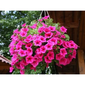 Петуния ампельная 23x30 см в кашпо 82554782 STLM-2154199