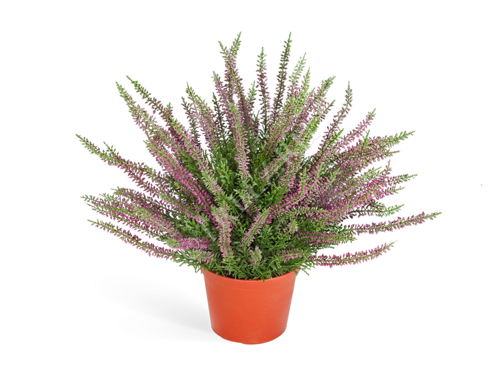 20.5938PU Эрика (вереск) большой куст тёмно-сиреневый Цветочная коллекция 