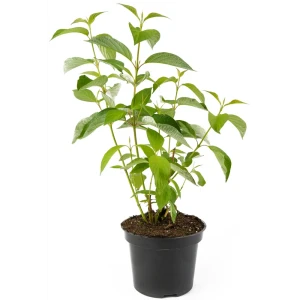 Дерен белый Sibirica h35-45 см 85292586 STLM-2023397