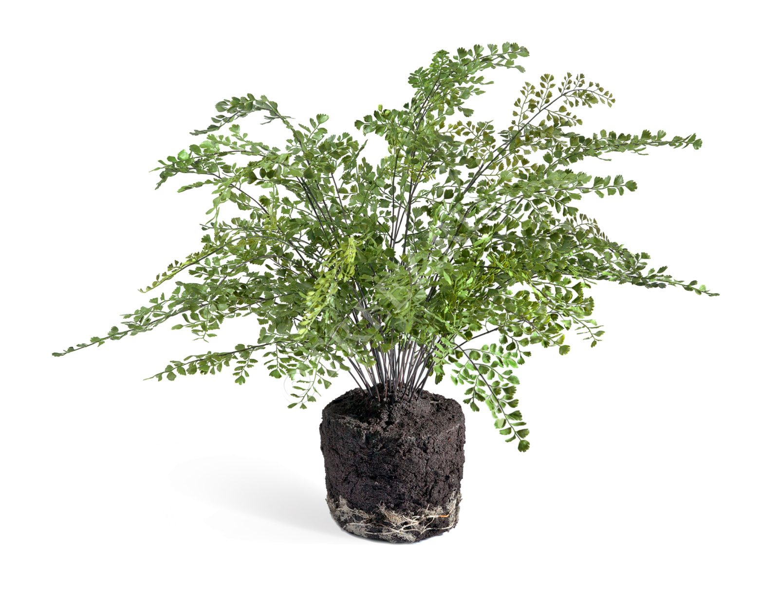 30.0610036 Папоротник Адиантум куст в земле с корнями Цветочная коллекция 