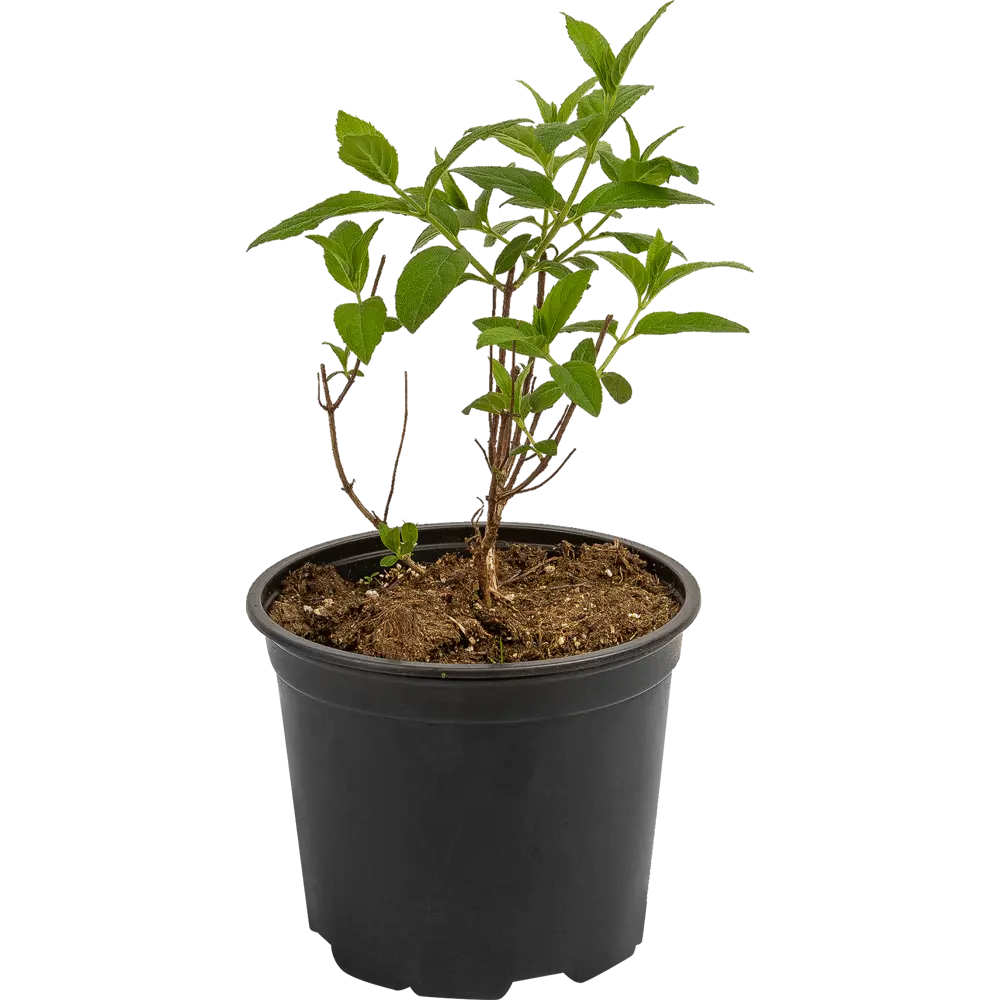 Гортензия Пинк Даймонд Santreyd - розово-белая метельчатая 18016158 STLM-0009254 - Вид №1