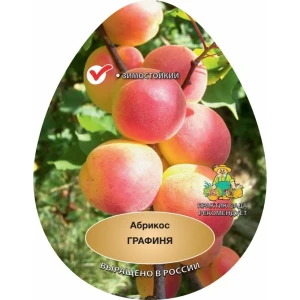 Абрикос Графиня ø20 h220 см 83787929 STLM-2007537
