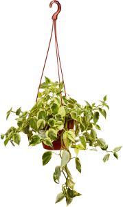 Пеперомия Лазящая - декоративное комнатное растение для озеленения интерьера 85535967