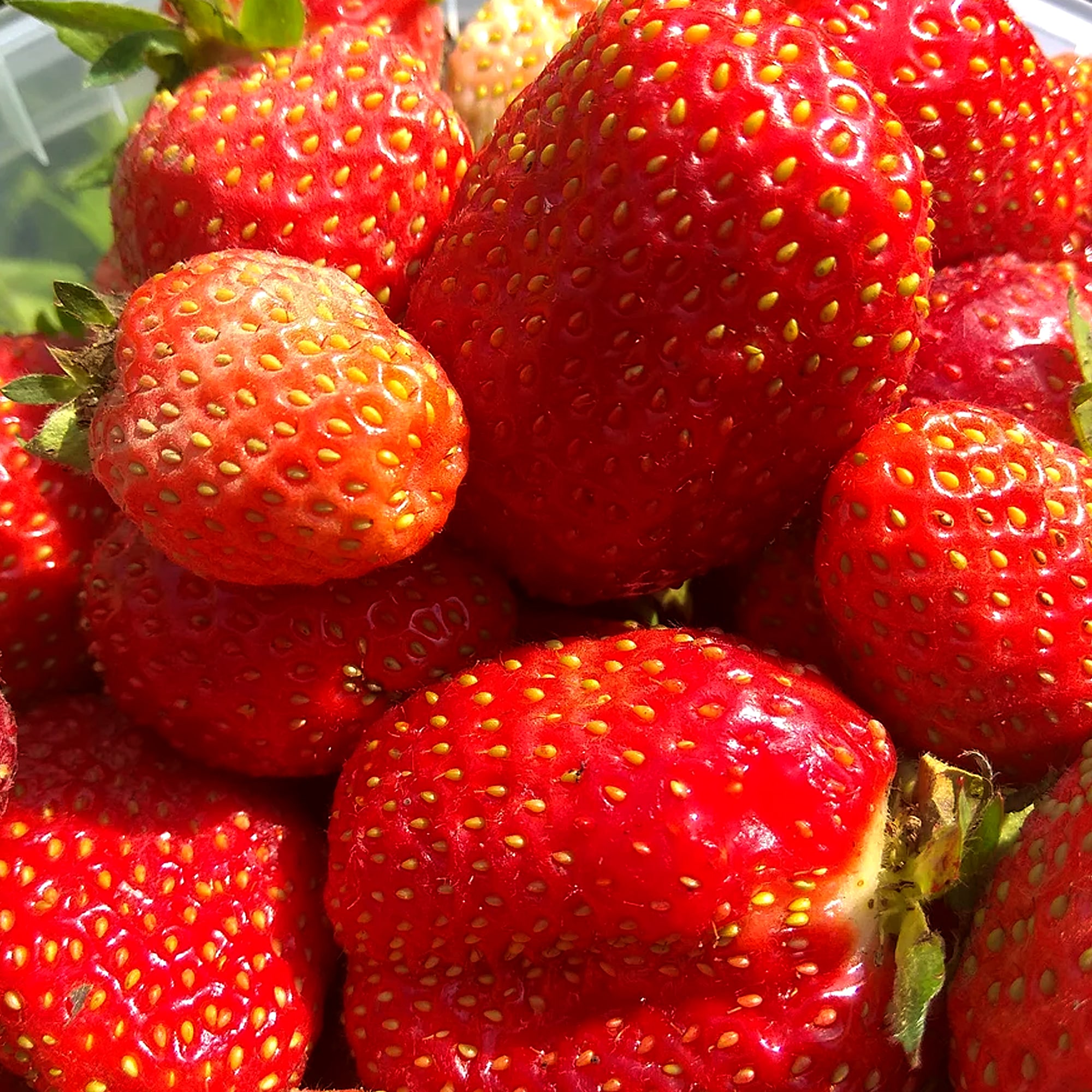 82596903 Земляника садовая «Елизавета-2» C2 Santreyd 