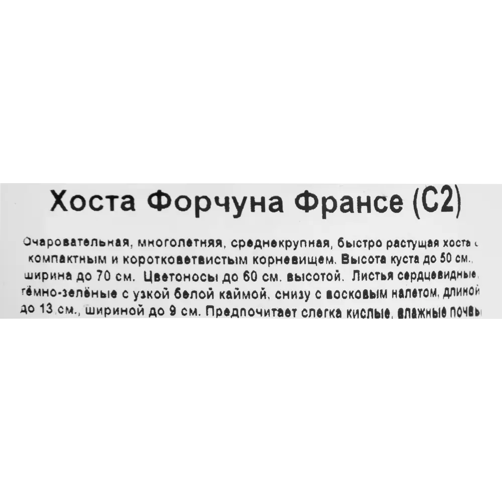 Хоста Форчуна «Франси», контейнер 1.5 л 81968612 STLM-2151657 Santreyd  - Вид №2