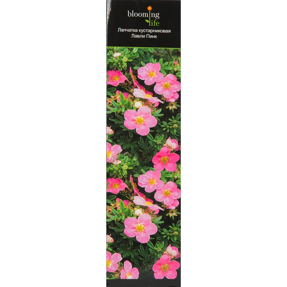 Лапчатка кустарниковый Лавли Пинк в тубе 82539529 STLM-2155234 BLOOMING LIFE  - Вид №2