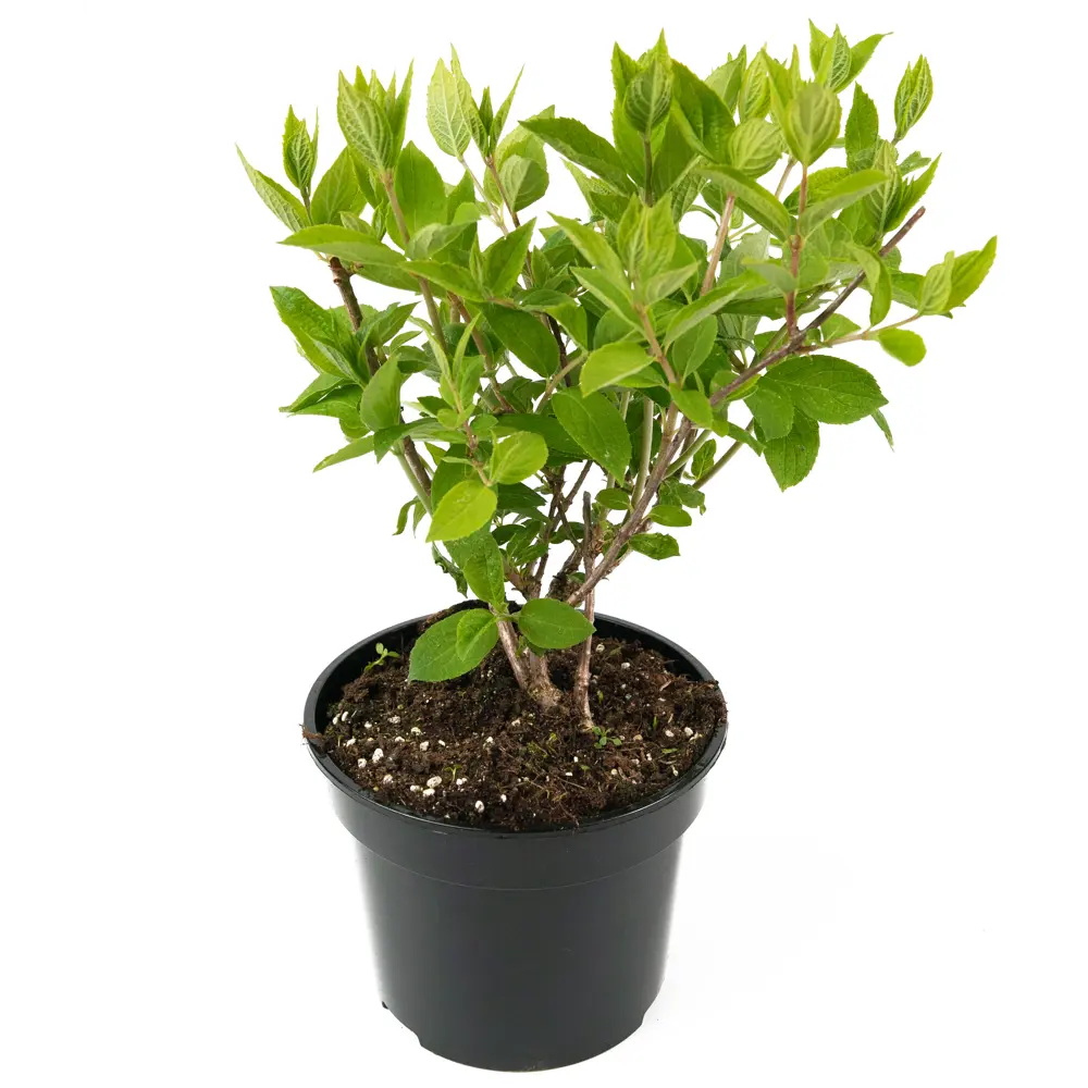 Гортензия метельчатая Grandiflora - пышное цветение для вашего сада 84841595 Santreyd STLM-0966338