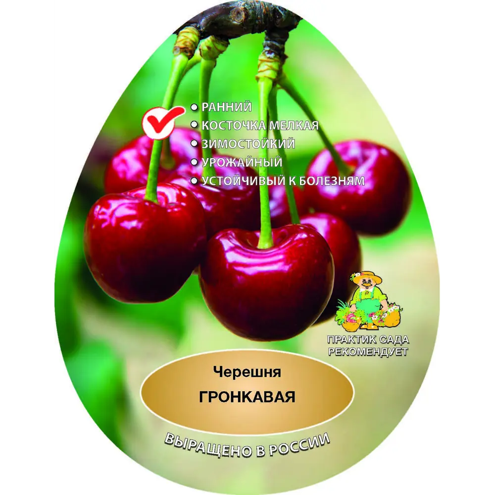 Черешня Гронкавая сетка h200 см 87737962 STLM-2118962 Santreyd 