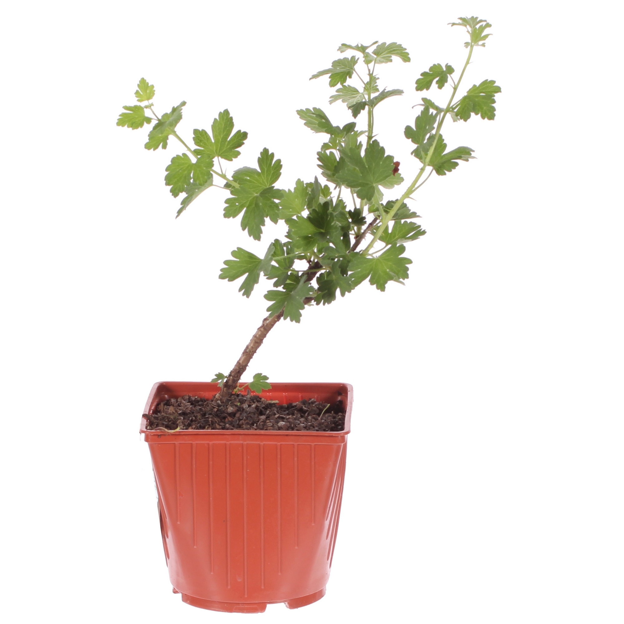 Крыжовник Малахит Santreyd - плодовый куст с зелеными ягодами 81954923 STLM-0015226