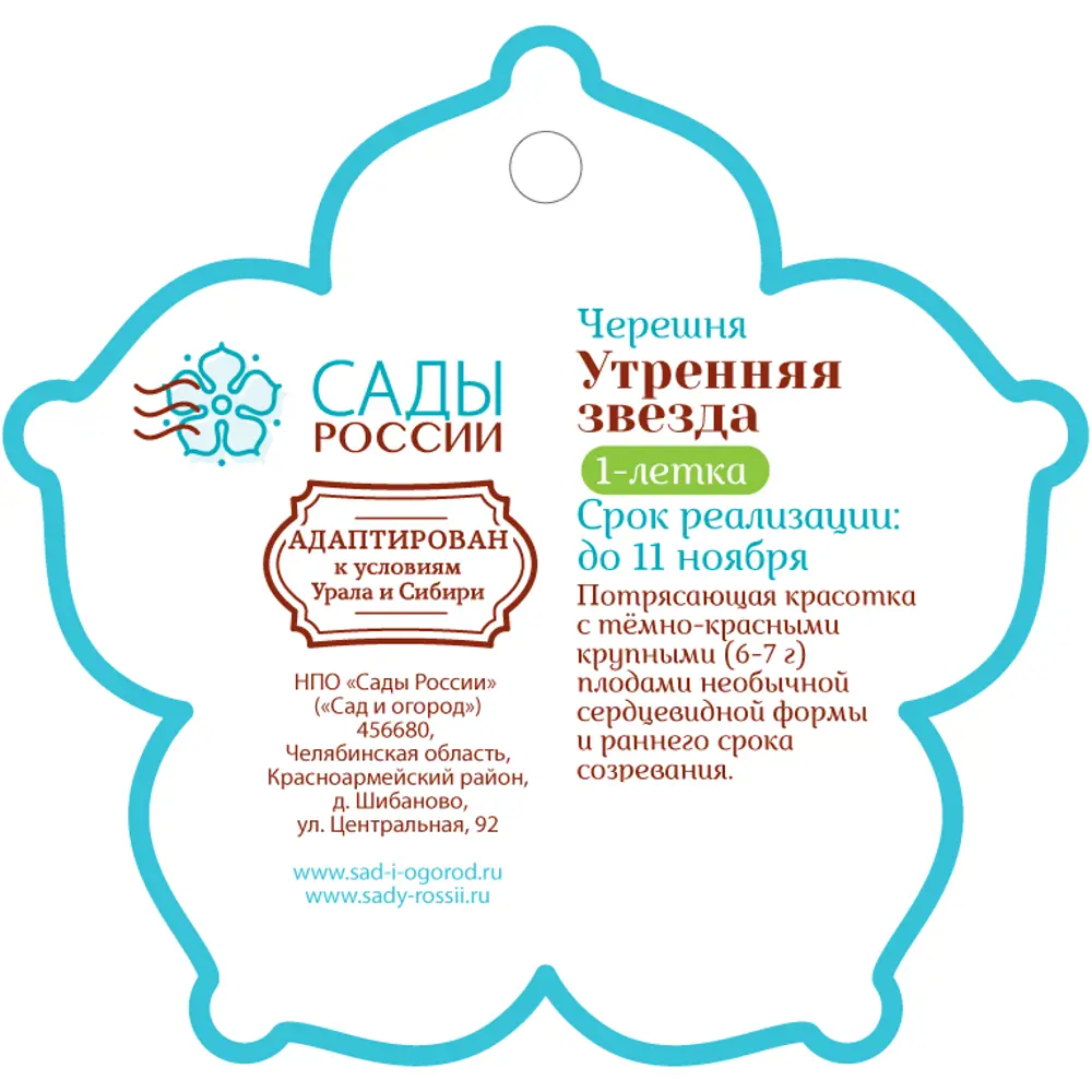 Черешня «Утренняя звезда» 1 год 12.5x30-50 см 82610481 STLM-2100734 Santreyd  - Вид №1
