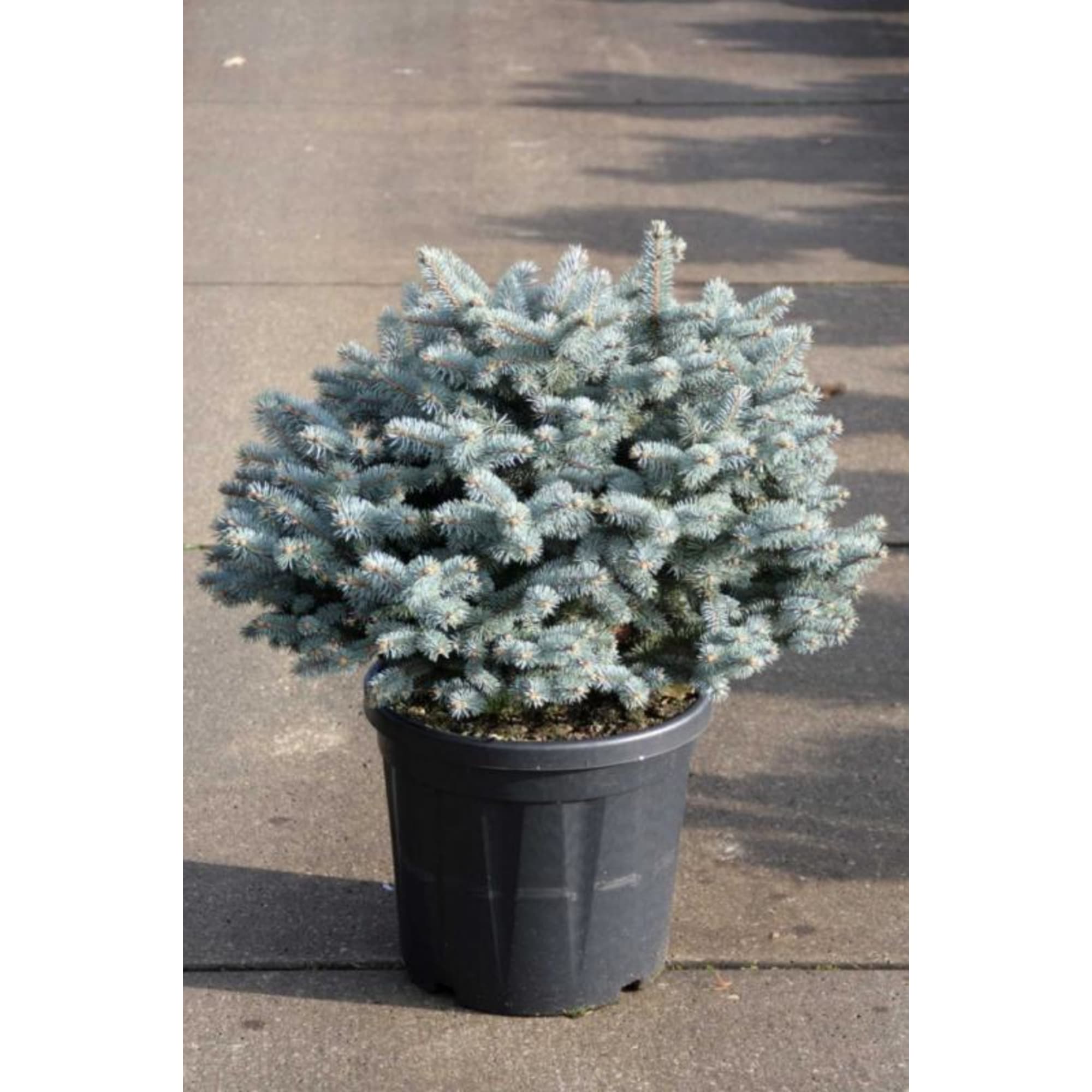 82601626 Ель колючая «Хупси» 17x20 см Santreyd  - Вид №1