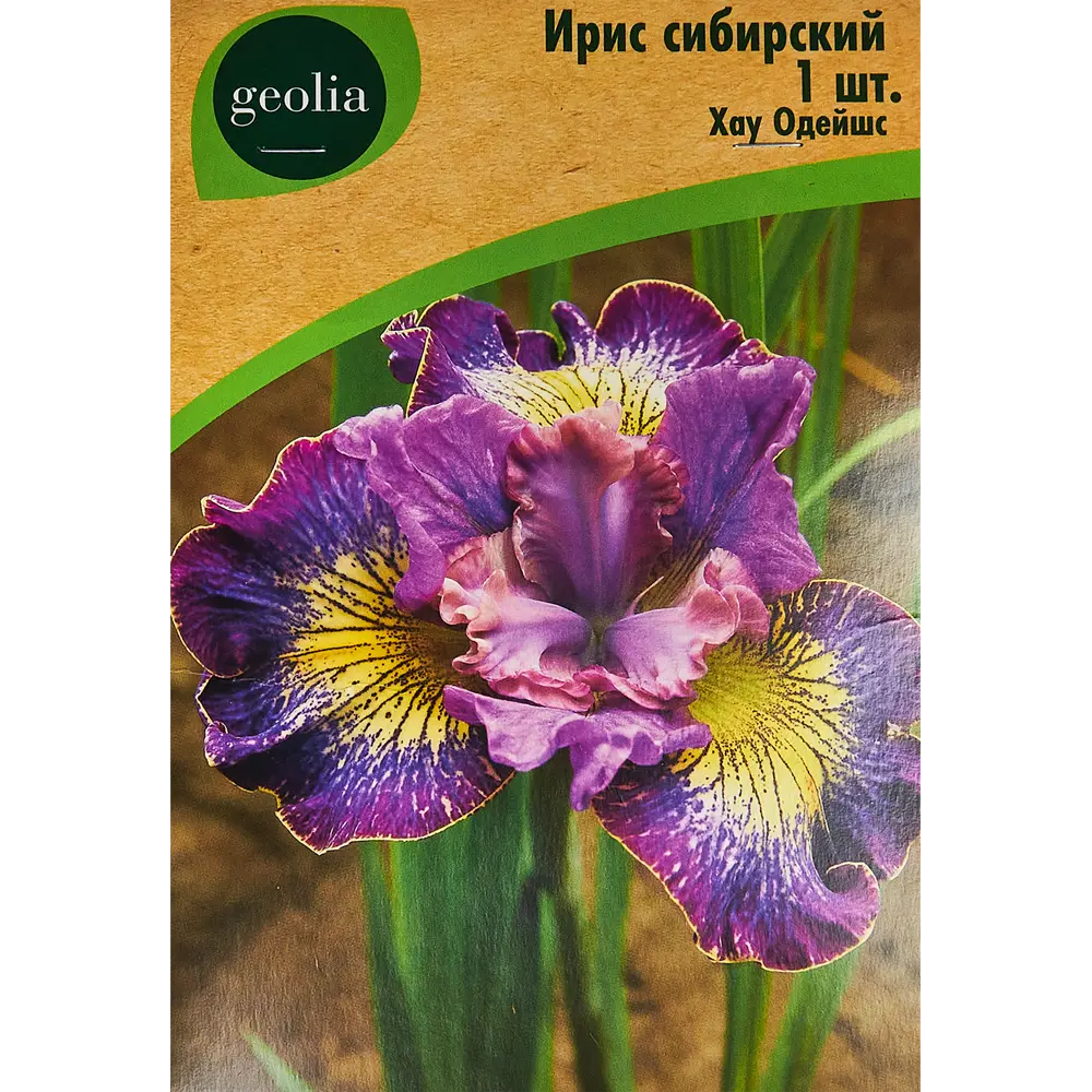 Ирис Geolia сибирский Хау Одейшс 86408579 STLM-2167230 