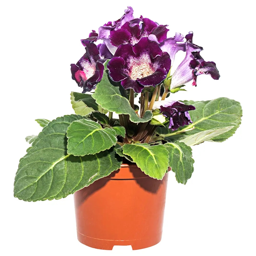 Глоксиния Santreyd — комнатное растение с бархатными цветами 12511350 STLM-0957352