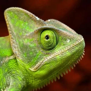 WP01289 Фотообои Verol Фотообои decoline 1х1 м