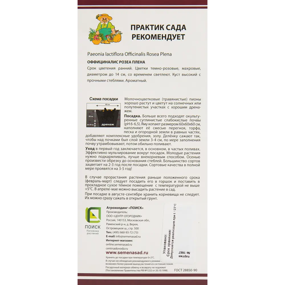 Пионы травян Оффициналис Розеа Плена 82530290 STLM-2206162 Santreyd  - Вид №1