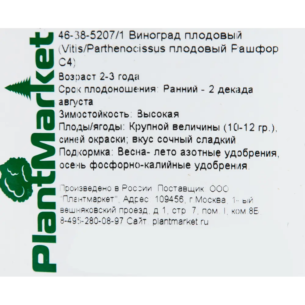 Виноград плодовый «Рашфор» 19x55 см 82625414 STLM-2033691 PLANTMARKET  - Вид №1