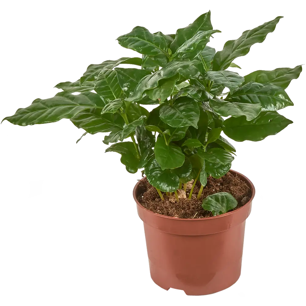 Кофе Арабика 12x30 см 82383223 STLM-2002050 Santreyd 