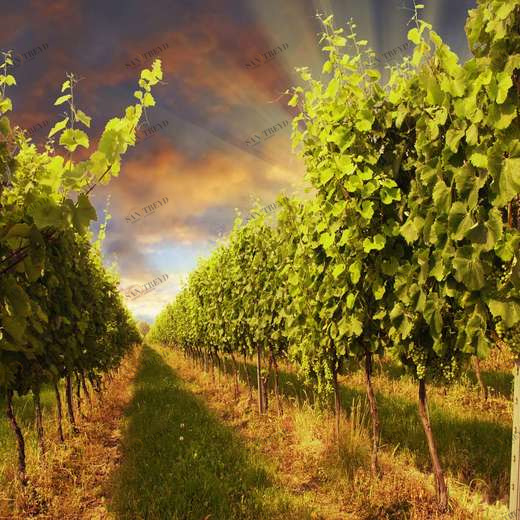 WP00425 Фотообои Verol Фотообои decoline 1х1 м