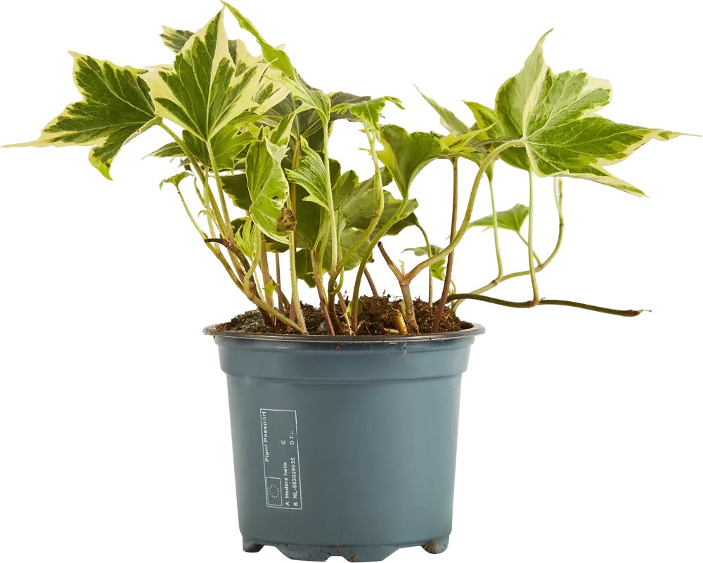 Santreyd Хедера Хеликс микс - живой декор для вертикального озеленения 85324862